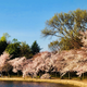 Cherry blossoms.